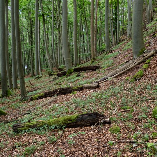 Naturwald Vierzehnheiligen