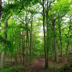 Bois des Alluets