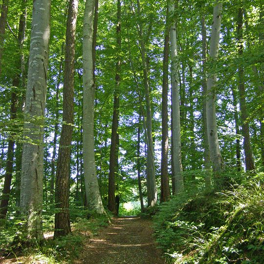 Buchenwald östlich Krumbach