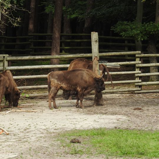 European bison sanctuary in Wolin National Park