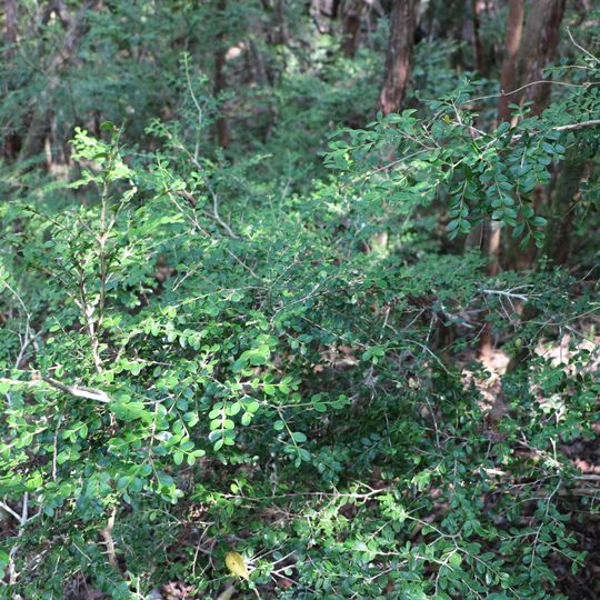 Tsugeno Tsuge Jiseichi