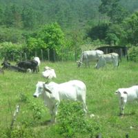 Amatenango del Valle