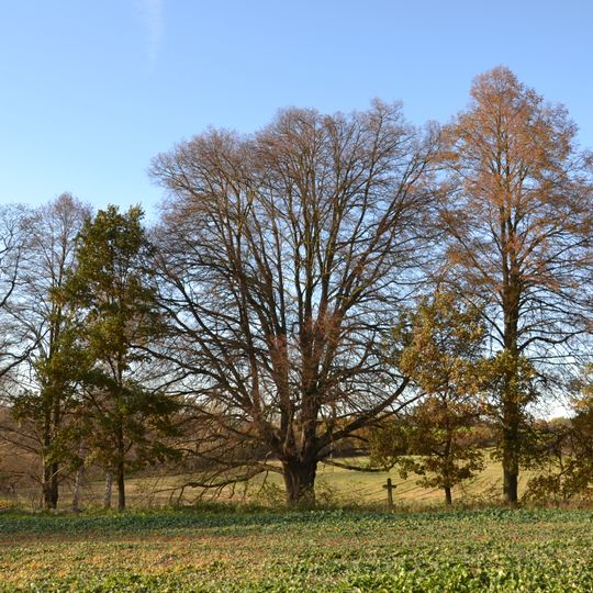 Lípa u putimské silnice