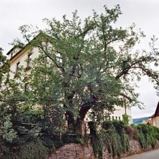 Morušovník v Křemži