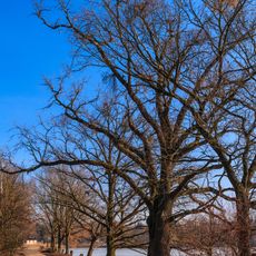 Památné duby u rybníka Vražda