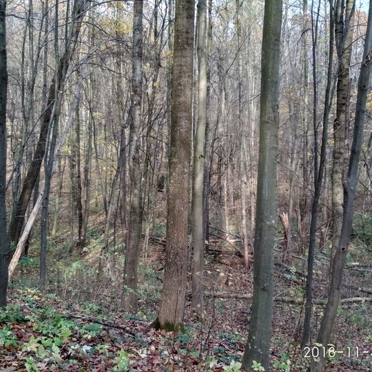 Горіх маньчжурський