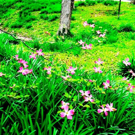 Jardín botánico Jerry E. Clegg