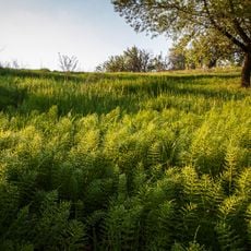 Equisetum Telmateia Botanic Monument