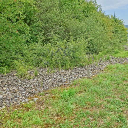 Pulsatilla-Standort Dangstetten