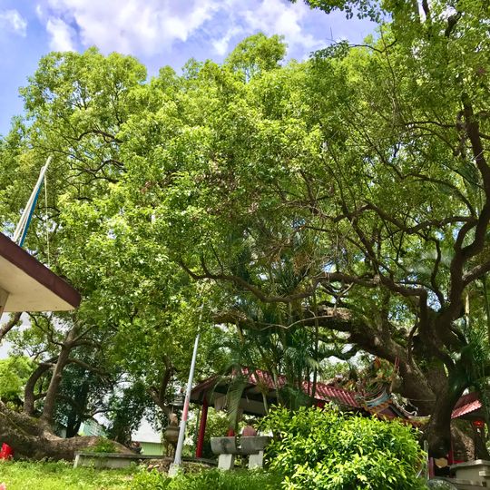 Nangang Camphor Tree Gong