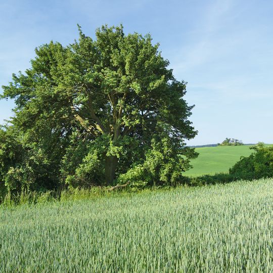 Hruška u Roudenské cesty