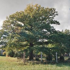 Skupina dvou dubů letních