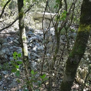 Dolmens de la forêt de Malbosc