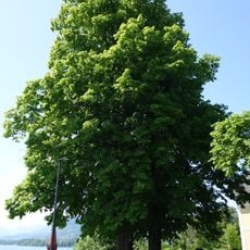 Zwei Kirchenlinden von Attersee
