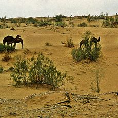 Karakum Desert