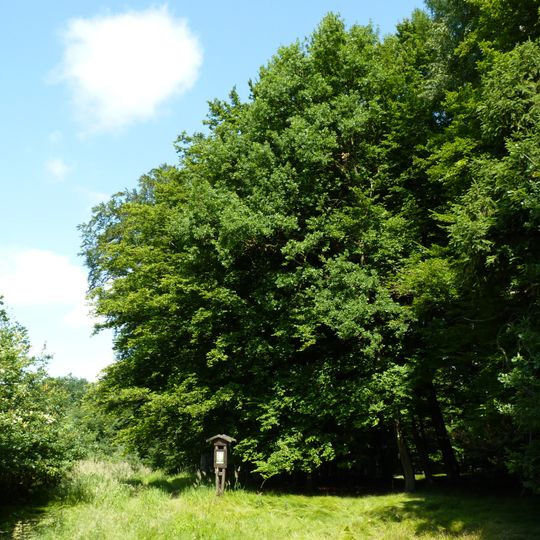 Černý les u Šilheřovic I