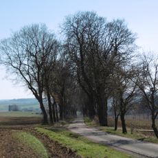 Allee nördlich des Rosenberges