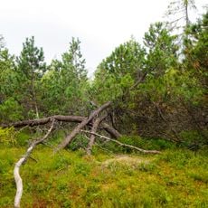 Rašeliniště Haar (natural monument)
