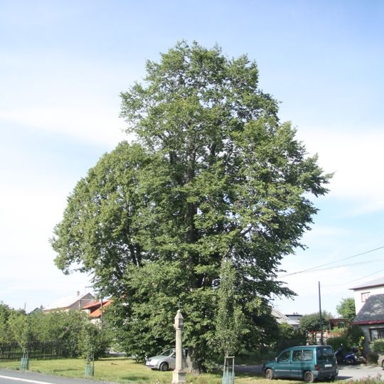 Jilm drsný u Božích muk