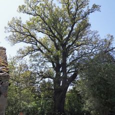 Zhůřský křemelák