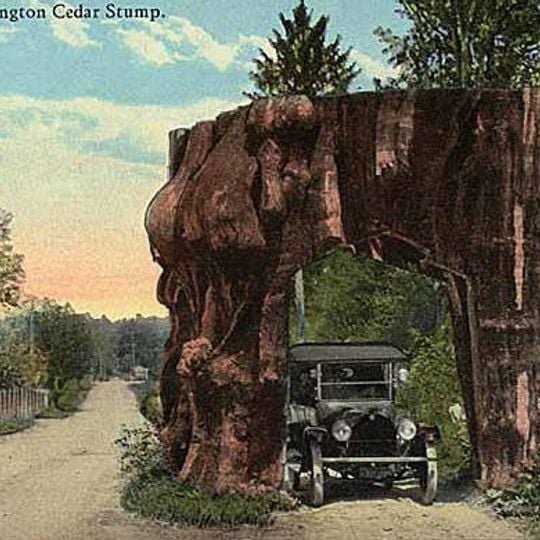 Giant Cedar Stump
