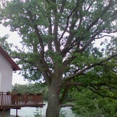 Dub u Zámeckého rybníku v Popelíně