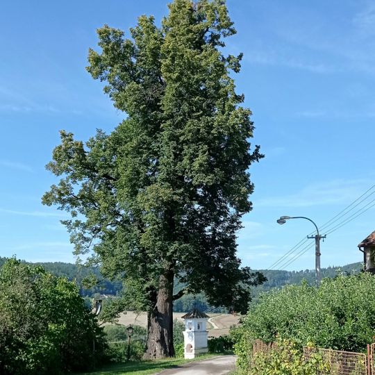 Lípa srdčitá Sedm Chalup