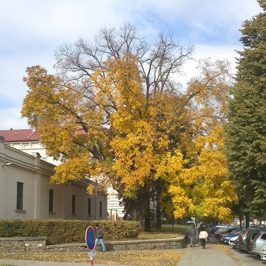 Ořešák černý na Štefánikově