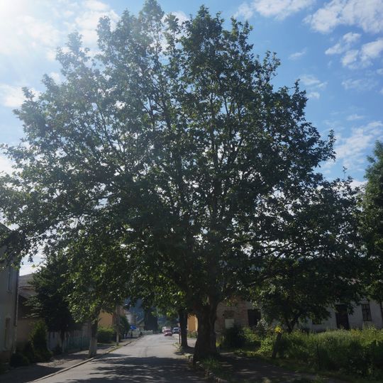 Platanus acerifolia