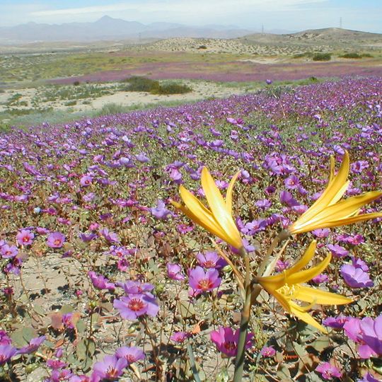 Desert bloom