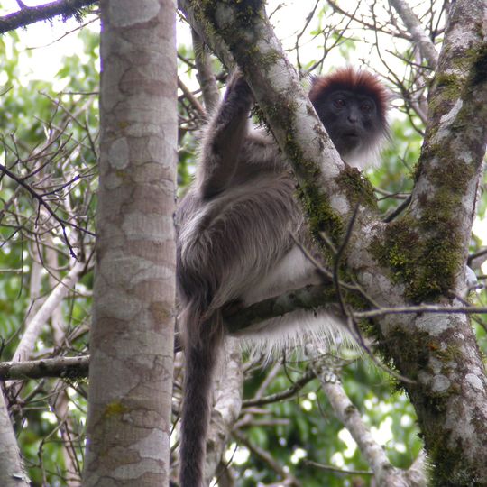 Parque nacional de Kibale