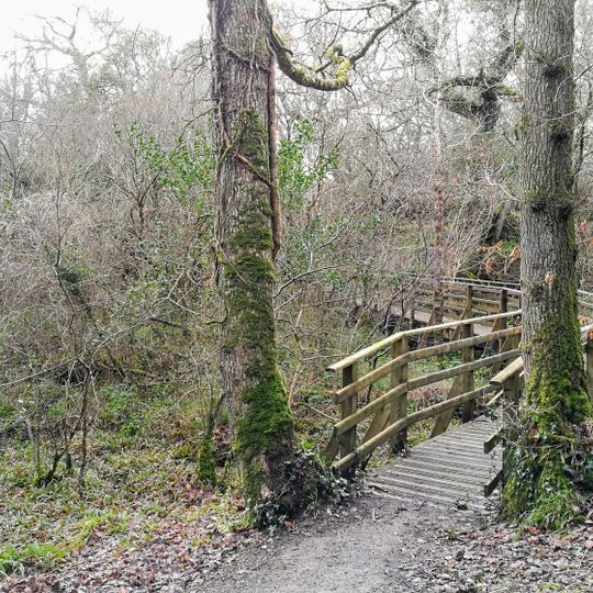 Ballyarr Wood