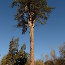 Varkališkių miško pušys