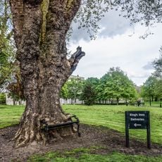 Hungry Tree