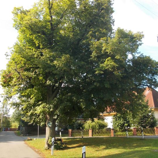 Lutherlinde Schulweg