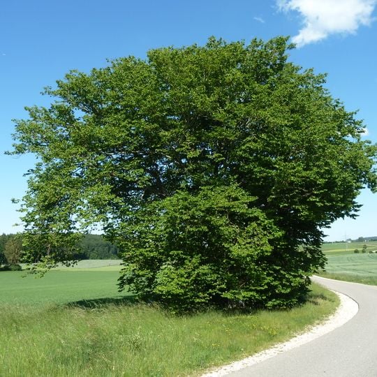 1 Hainbuche an der Straße Rotensohl-Kleinkuchen
