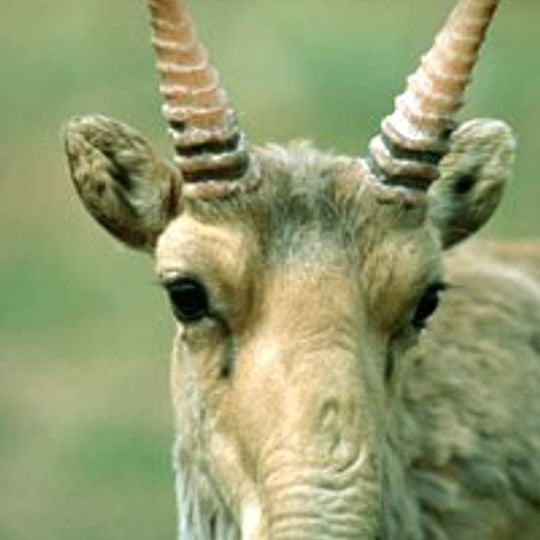 Riserva naturale di Gaplaňgyr