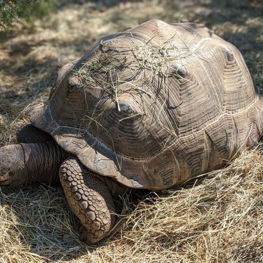 Das Dorf der Schildkröten