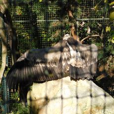 Vultures