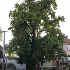 Lípa velkolistá