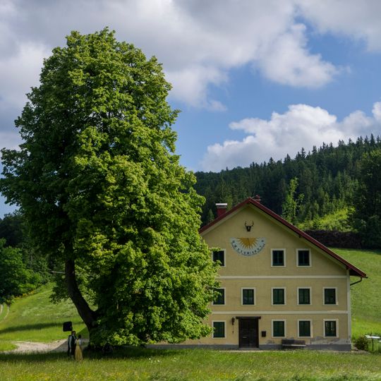 Linde beim Gasthaus Hochlehen
