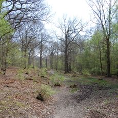 Flatropers Wood