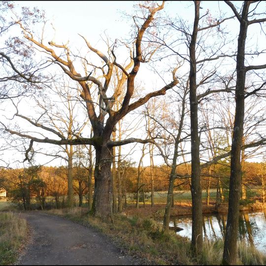 Dub u Městského rybníka