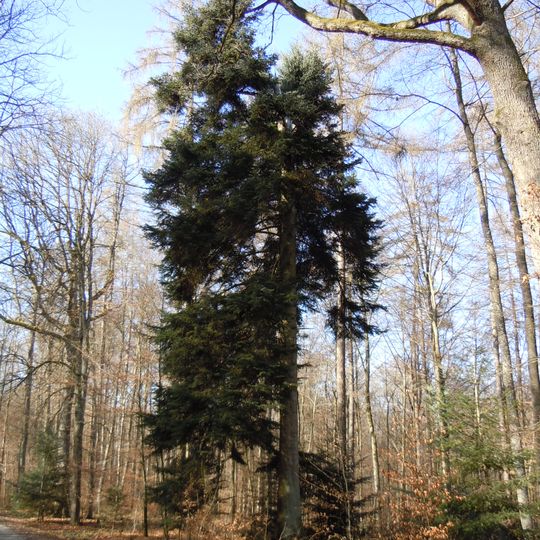 Ludwig-Volz-Tanne am Rauhen Hau