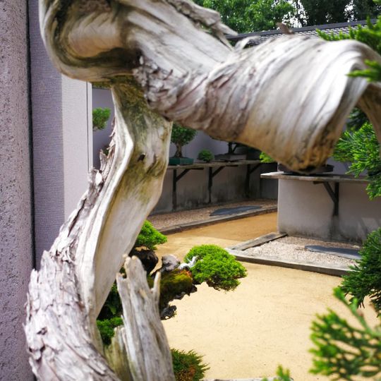 Bonsai Museum