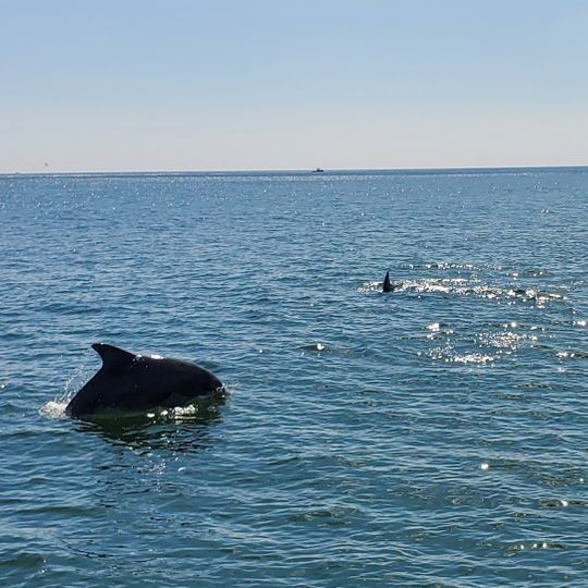 Crazy Sister Marina - Fishing, Cruises & Watersports