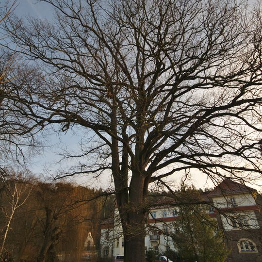 Dub letní v areálu nemocnice