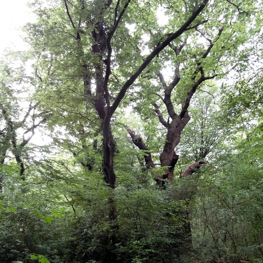 Laubwälder südlich Seelze