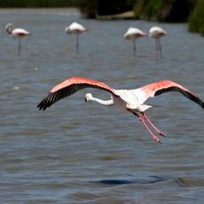 Réserve naturelle nationale de Camargue