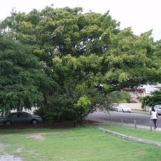 Fig Tree, Gladstone